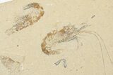 Five Cretaceous Fossil Shrimp - Hjoula, Lebanon #202160-1